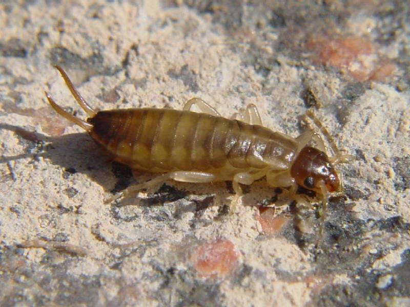 Guanchia pubescens